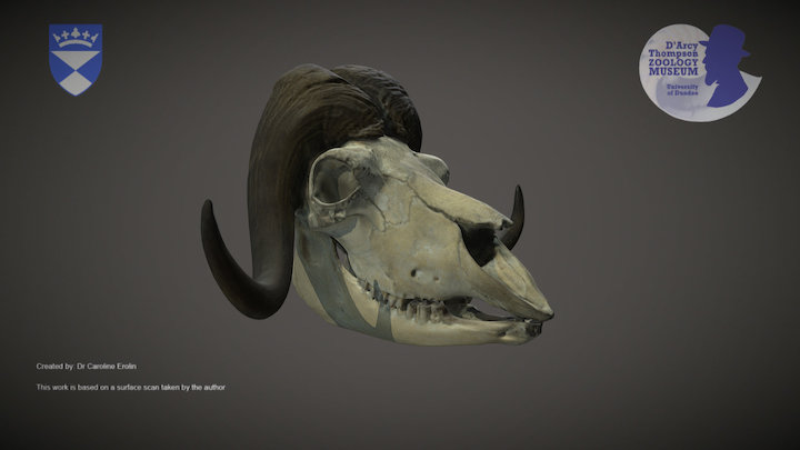 Muskox skull – Kostenloses 3D-Modell STL