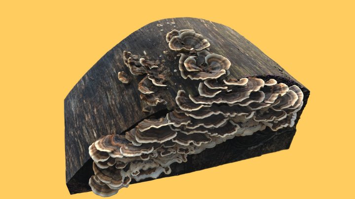 20190704-log-mushrooms 3D Model