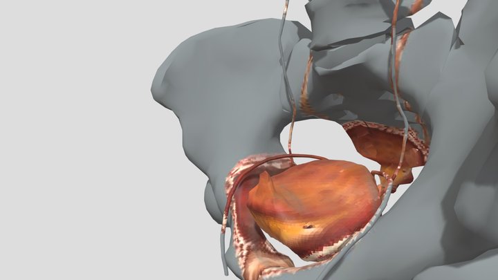 Urinary tract 3D Model