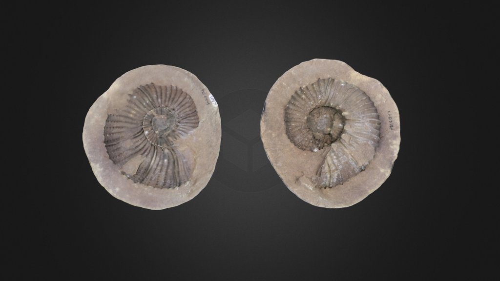 Cephalopod: Gunnarites sp. (PRI 61543)