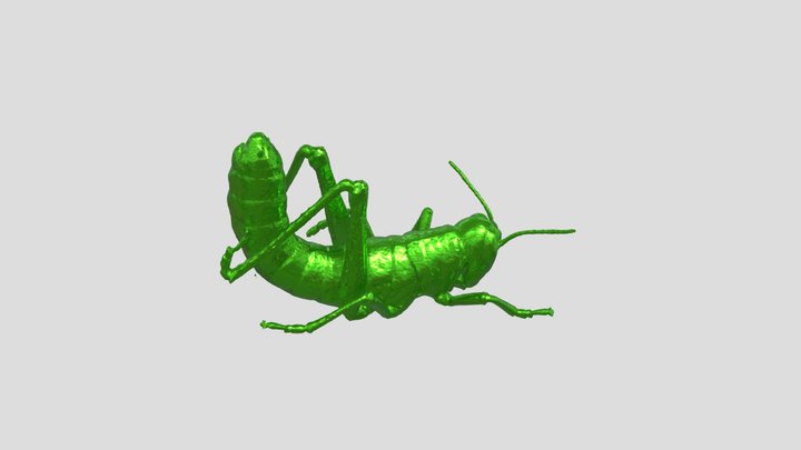 bug 3D Model