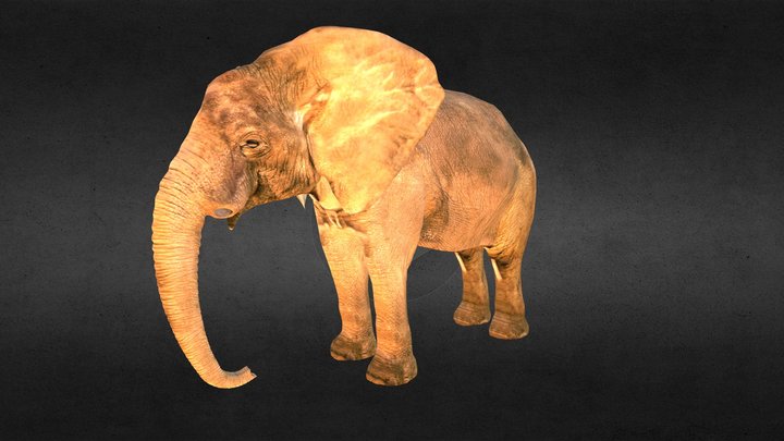 african Elephant 3D Model