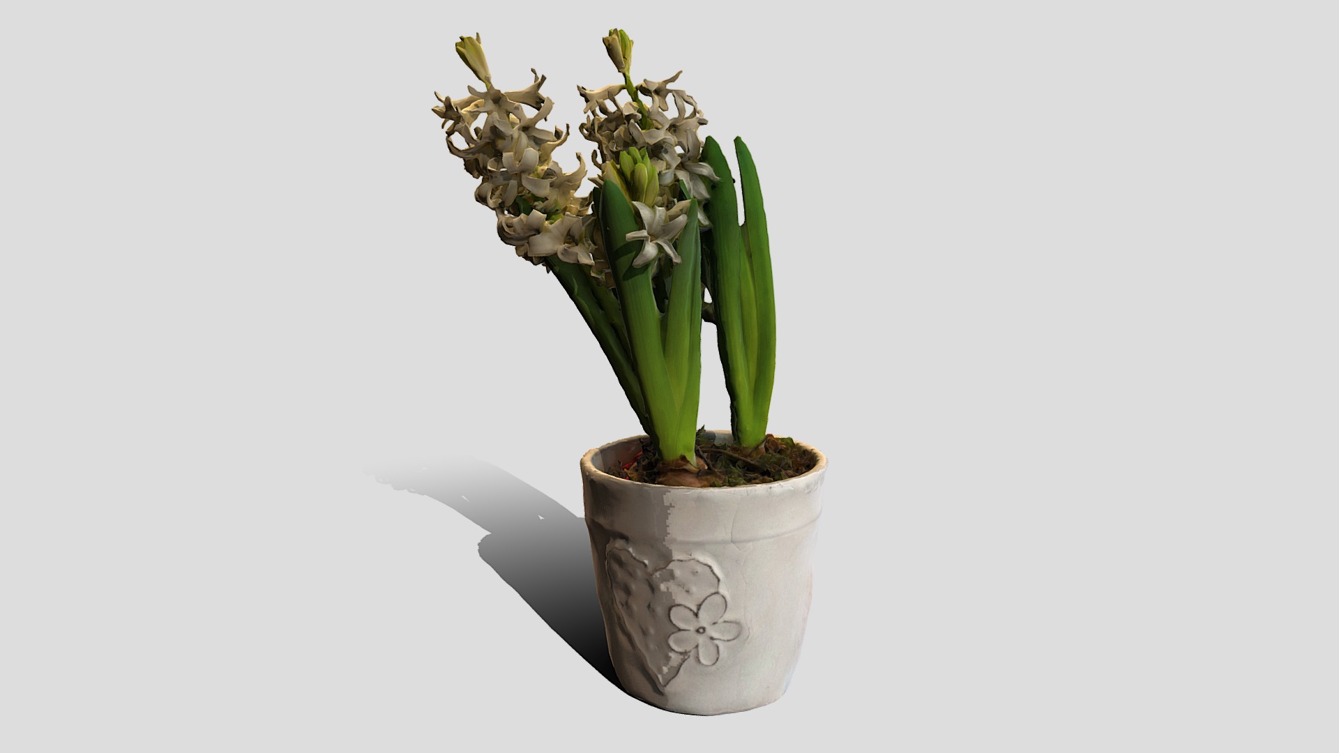 3D model 000061_Hyacinth - This is a 3D model of the 000061_Hyacinth. The 3D model is about a potted plant with a white background.