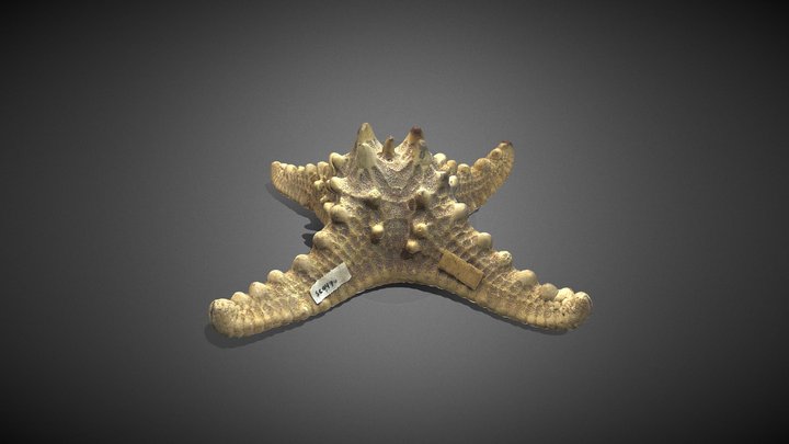 Starfish by Harliette De Roca 3D Model