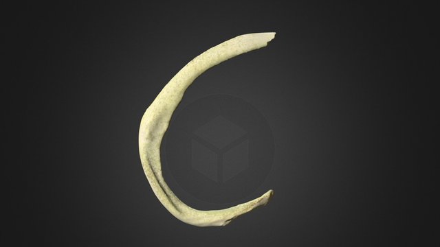 Second Left Rib – Free 3D Model STL