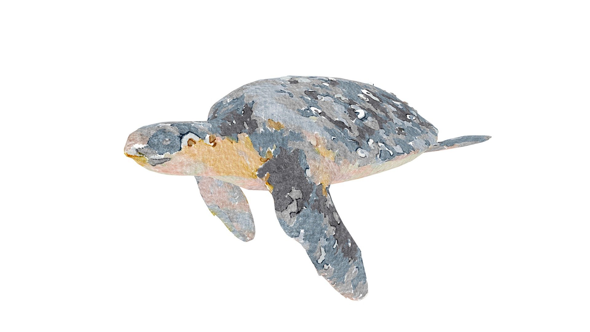 Turtle Illustration - 3D model by josluat91 [6d4f420] - Sketchfab