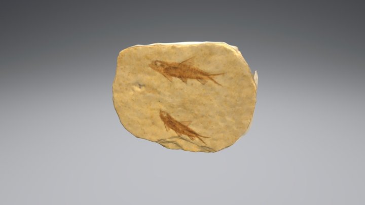 Fish Fossil 3D Model