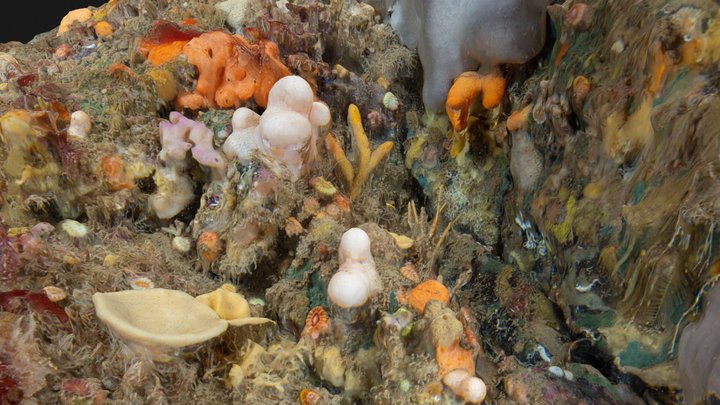 Mixed sponge and hydroid turf, Rathlin Island 3D Model