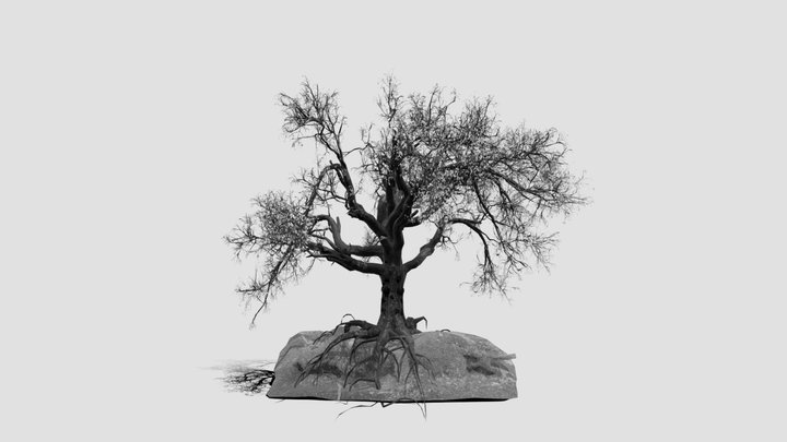 sasandra3_fbx 3D Model