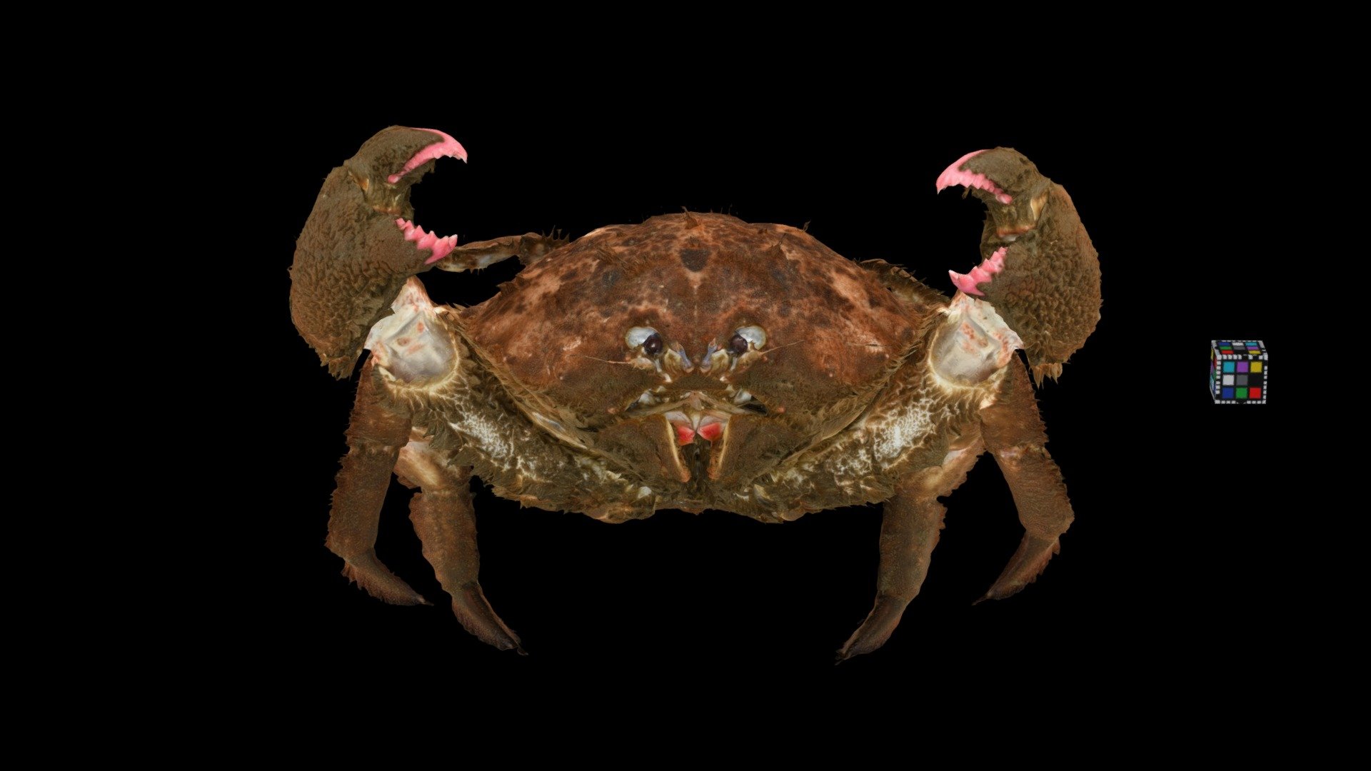 カイカムリ ♂ Sponge Crab, Lauridromia dehaani