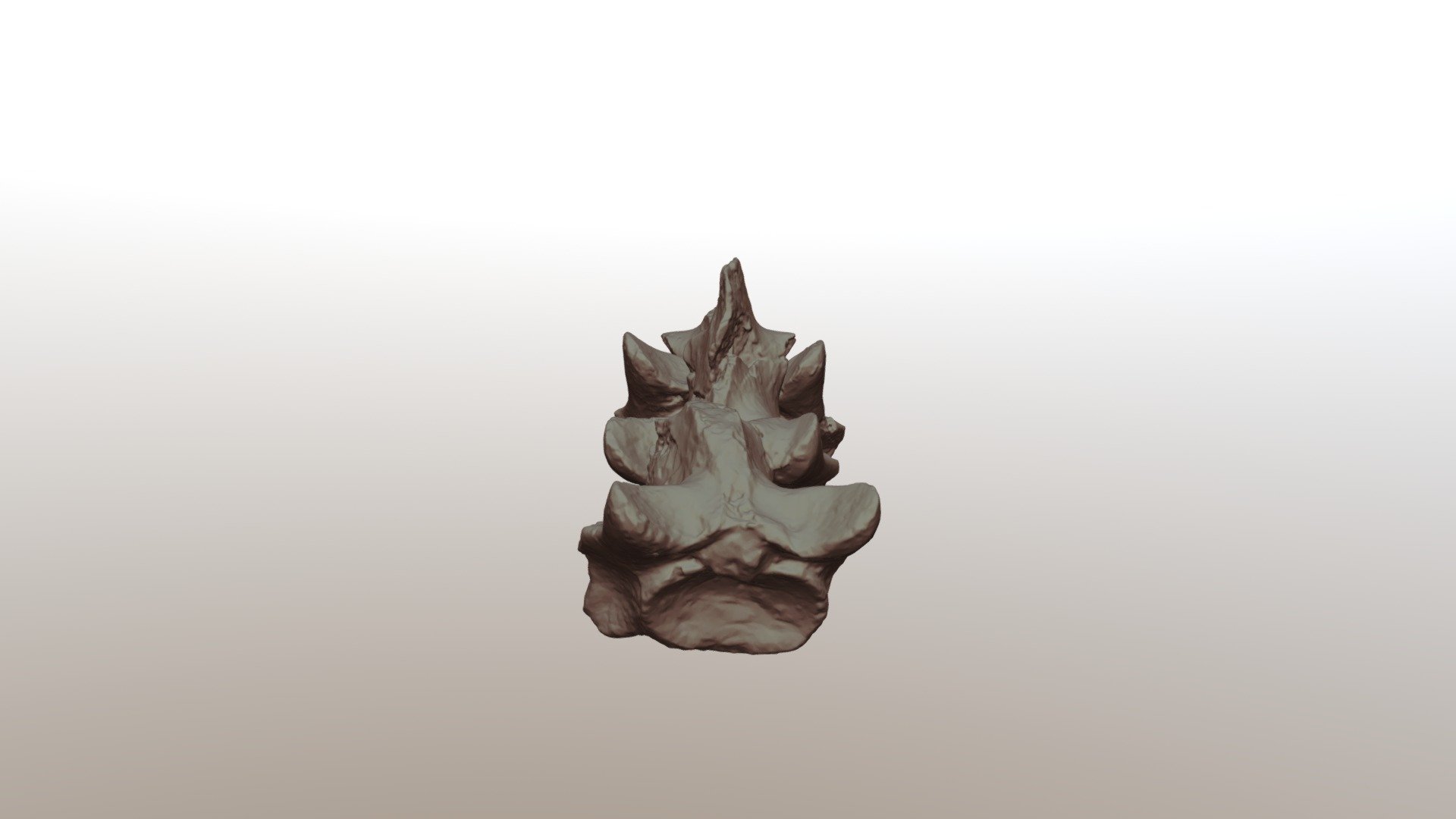 Mosasaurus Spine Fossil - 3D model by roy771216 [6d57209] - Sketchfab