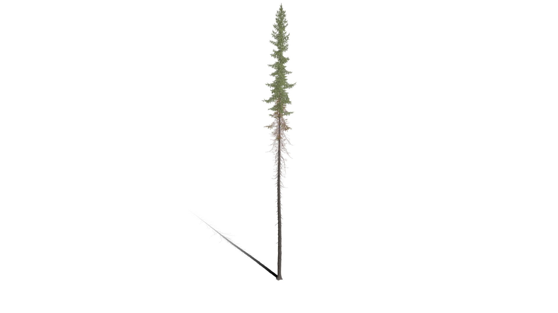 Realistic HD Black spruce (20/38) — Sketchfab embed 3D viewer