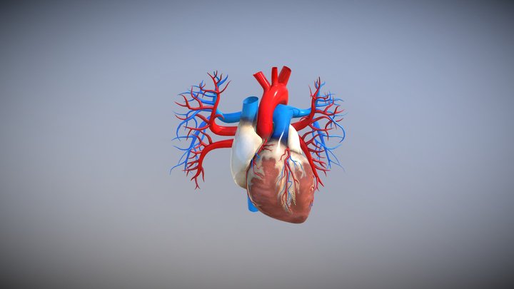 Heart 3D Model