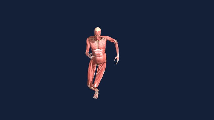 Running Jump 3D Model