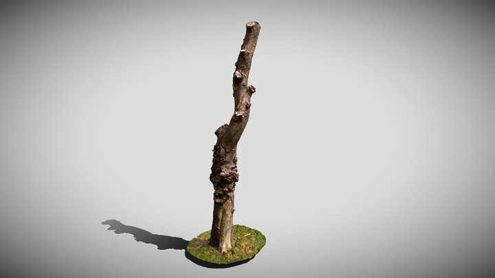 High Quality Dead Tree Tall Scan 3D Model