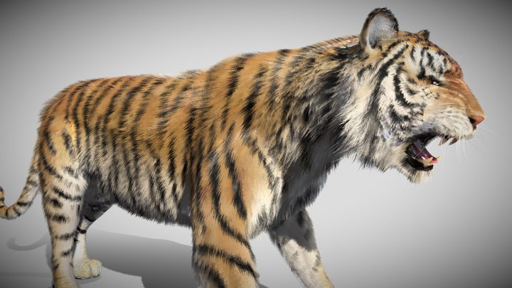 tiger 01 (mesh hair) 50000 triangles 3D Model
