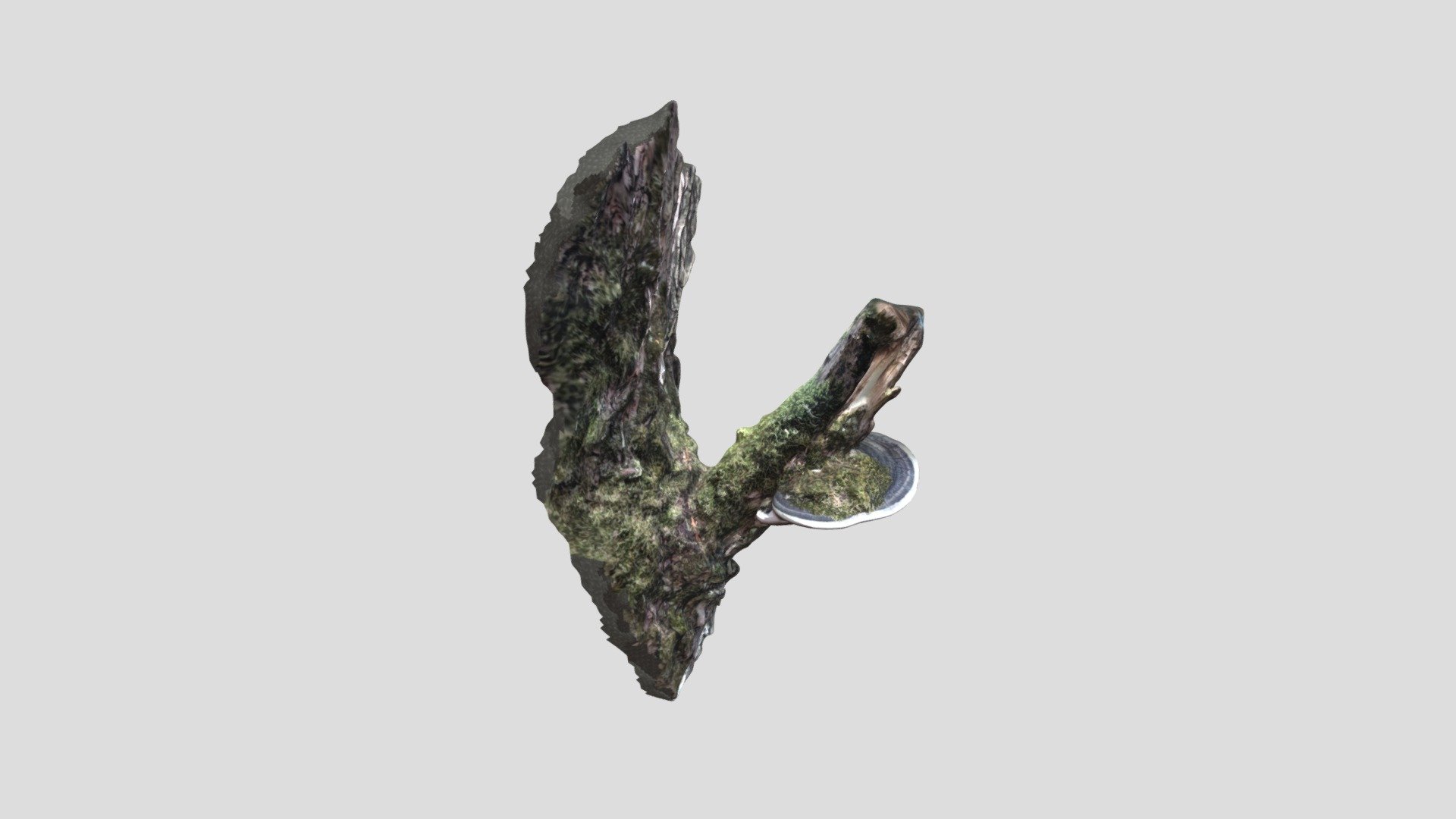 Hub on a tree branch