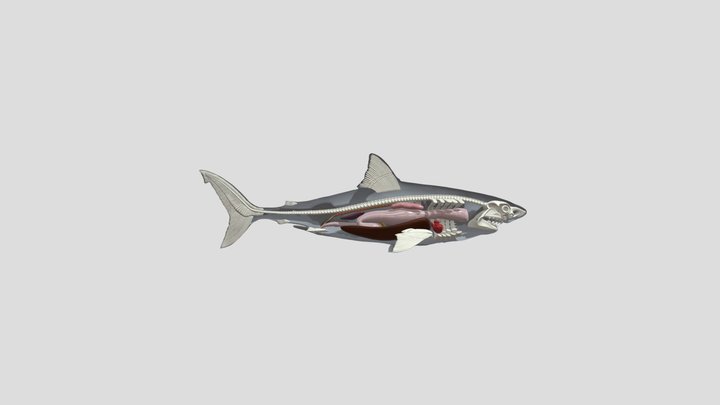 sharkex2 3D Model