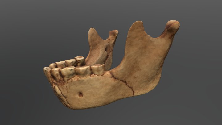 Homo neanderthalensis Mandible (Teshik- Tash) 3D Model