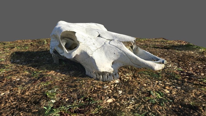 Cow Skull 3D Model