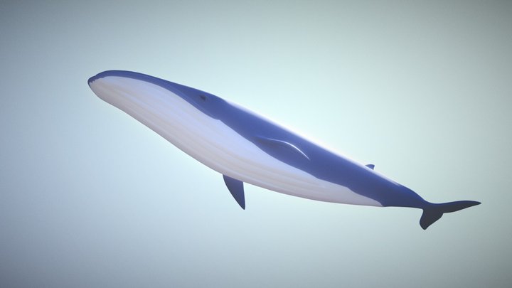 Whale 3D Model