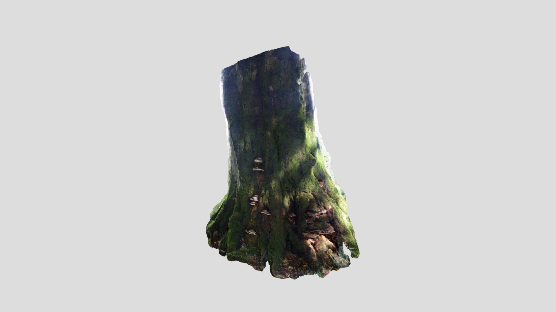 Yurt Mushrooms