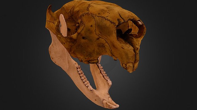 Koala Skull (Cranium and Mandible) 3D Model