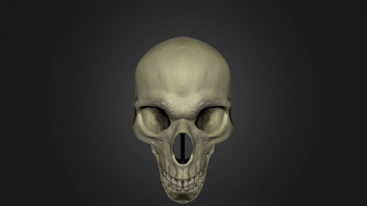 Crânio Humano 3D Model