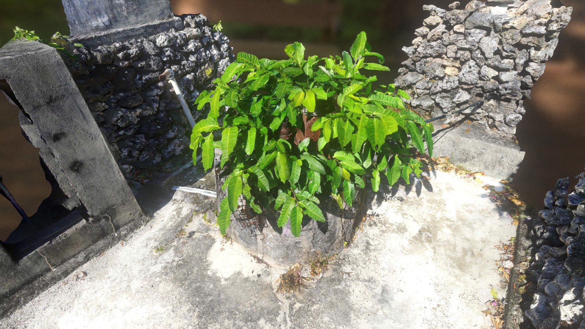 Taketomi Bonsai AOC