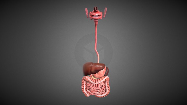 Human Digestive System 3D Model