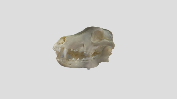 Coyote - Polycam 3D Model