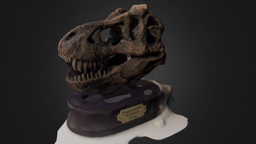 Simplified Tyrannosaurus Skull & Jaws 1/10