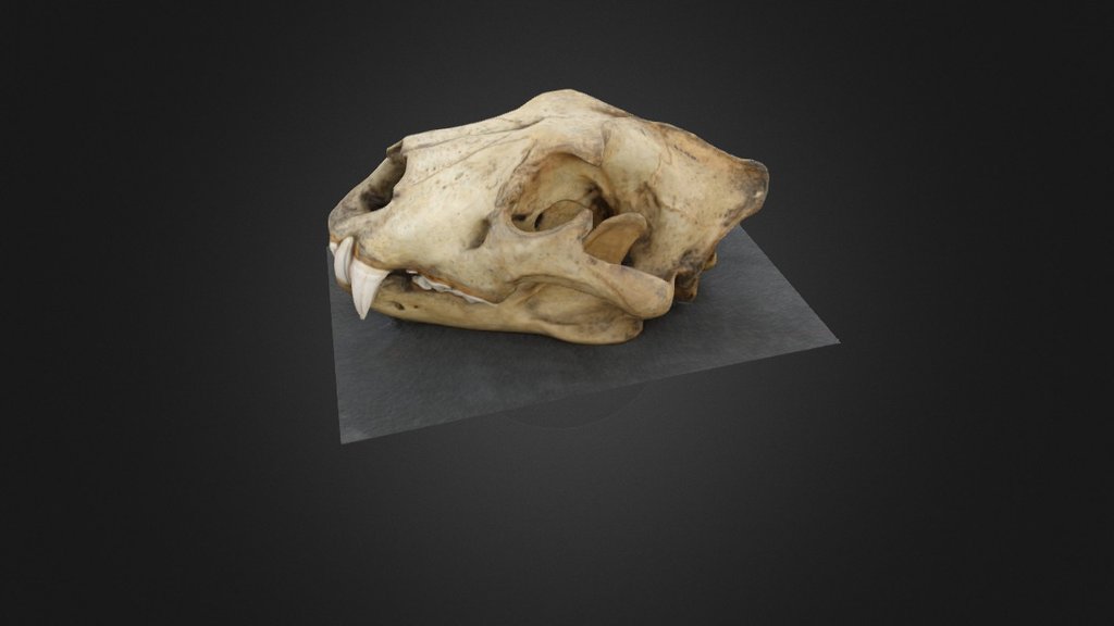High setting render lion skull