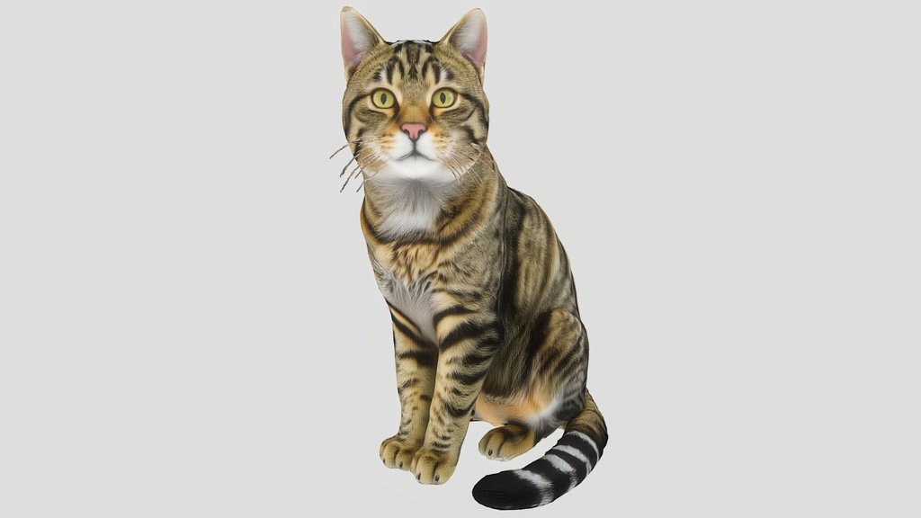 Bengal Cat