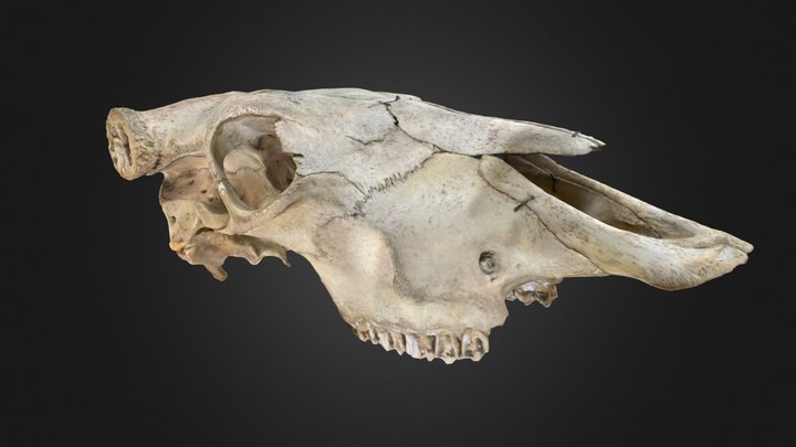 Crâne de beauf – Modèle 3D gratuit STL