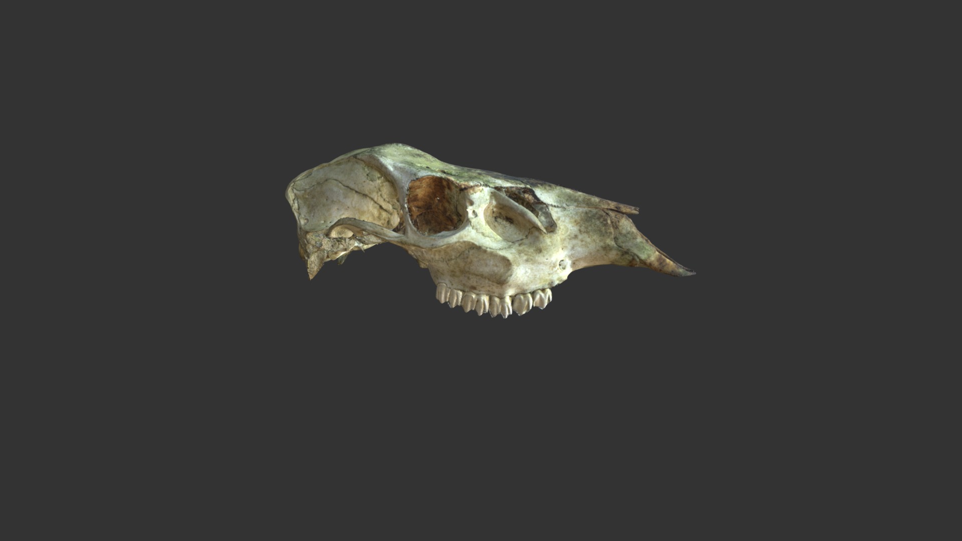 Deer skull