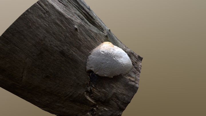 Unknown mushroom 3D Model