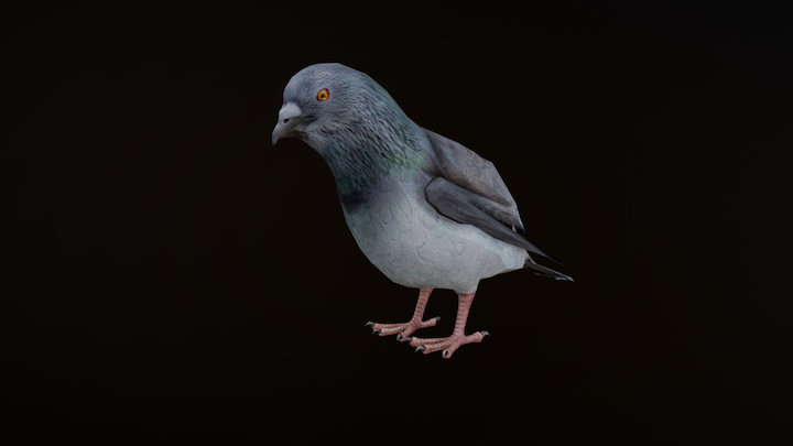 PIGEON ANIMATIONS 3D Model