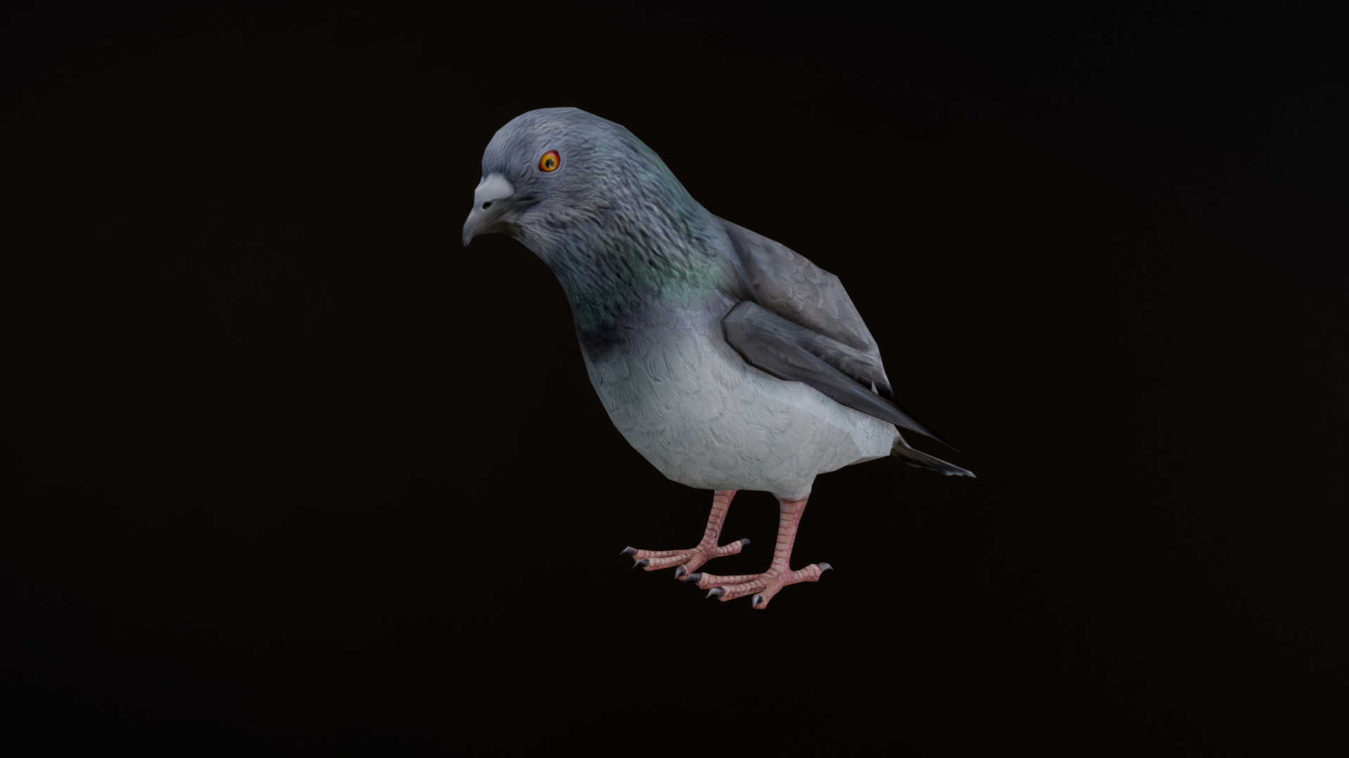 3D model PIGEON ANIMATIONS - This is a 3D model of the PIGEON ANIMATIONS. The 3D model is about a pigeon with a black background.