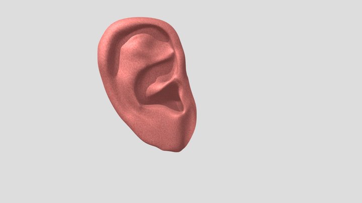 Ear job 3D Model