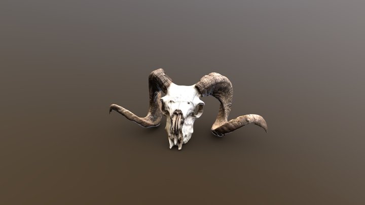 Ram Skull Retopologized 3D Model