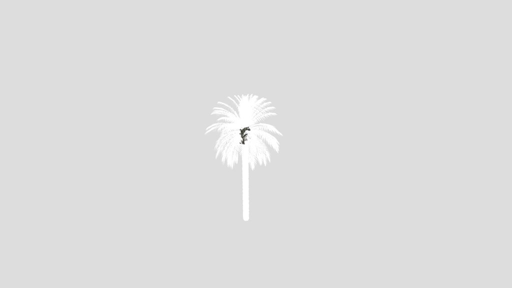 Dactylifera Palm Tree Animated