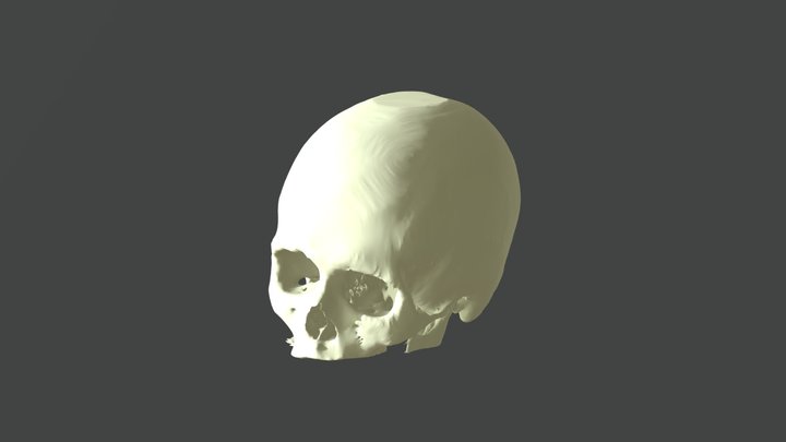 Skull File Corrected Not Perform 3D Model