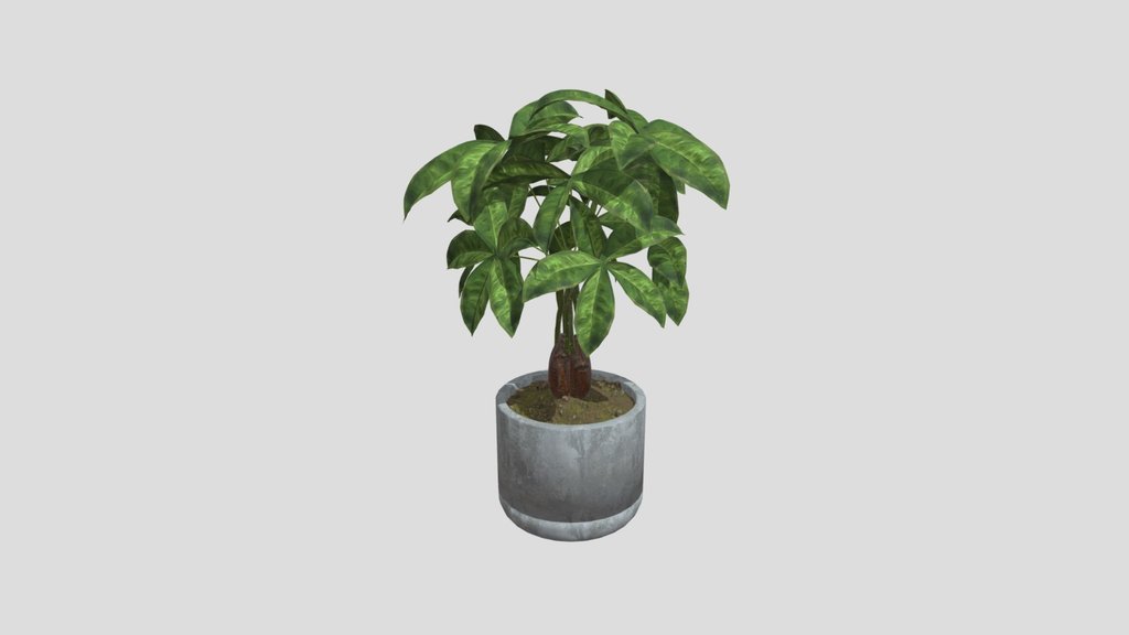 Table Chestnut Plant