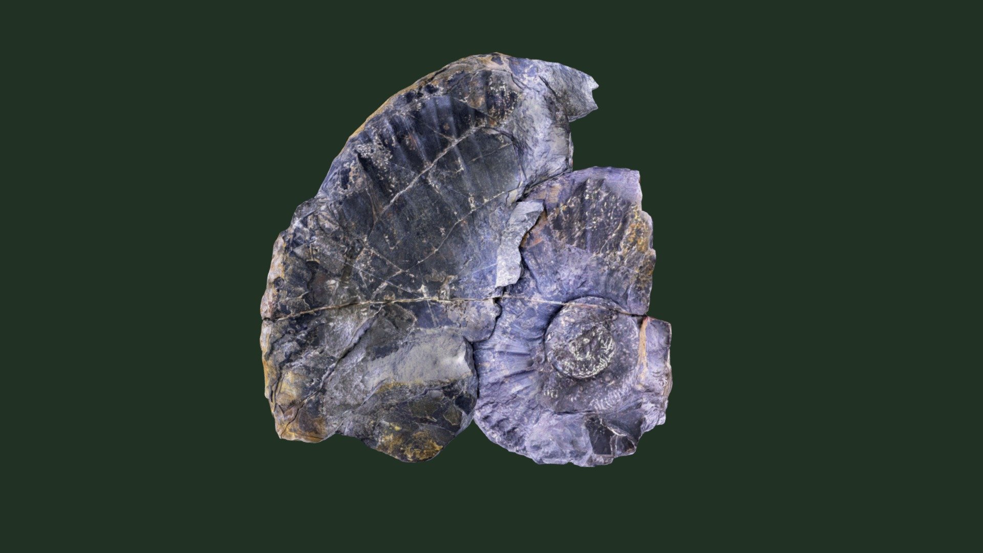 パキディスカス アワジエンシス Pachydiscus awajiensis: Holotype