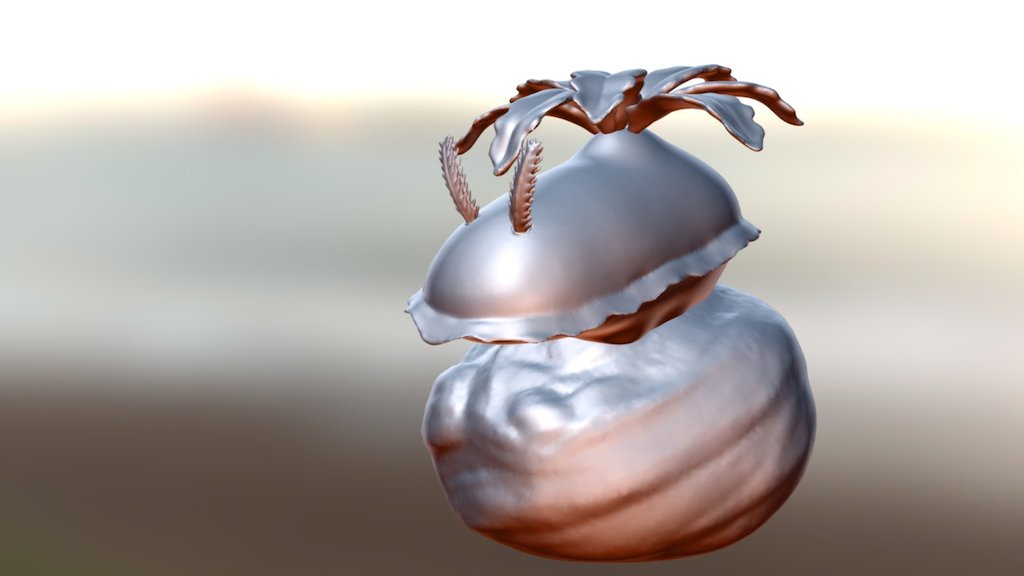 Sea Slug