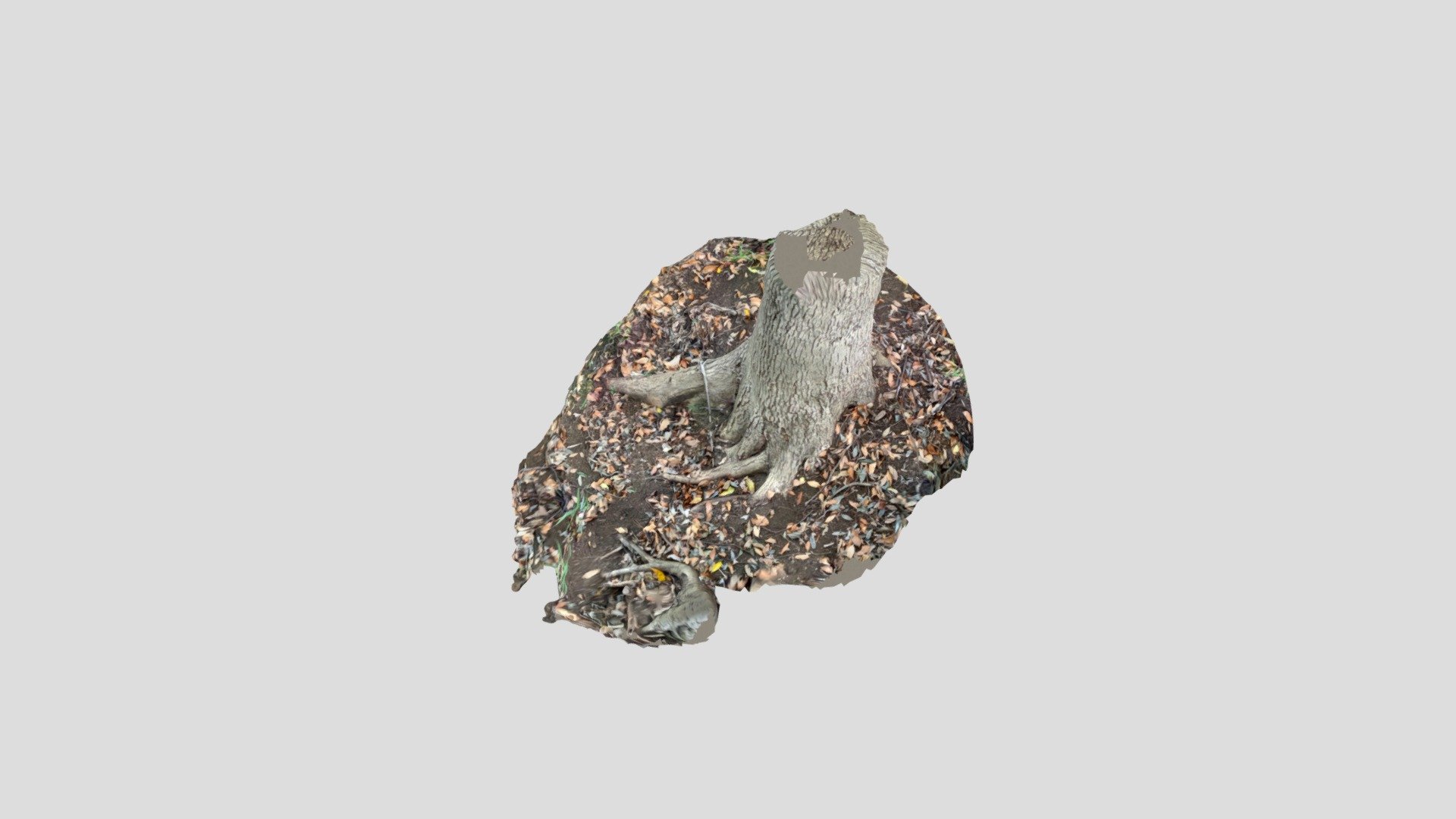 tree13