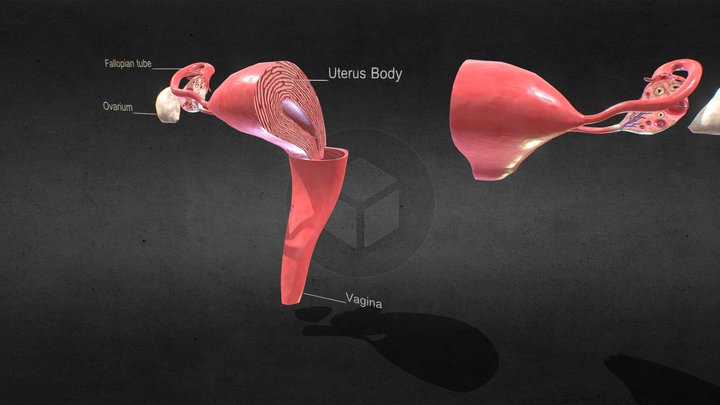 Uterus With Anatomic Cut 3D Model