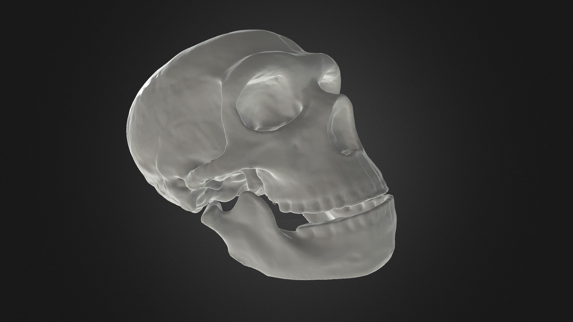  Neanderthal Skull 3D Model By Darwinmuseum ru 
