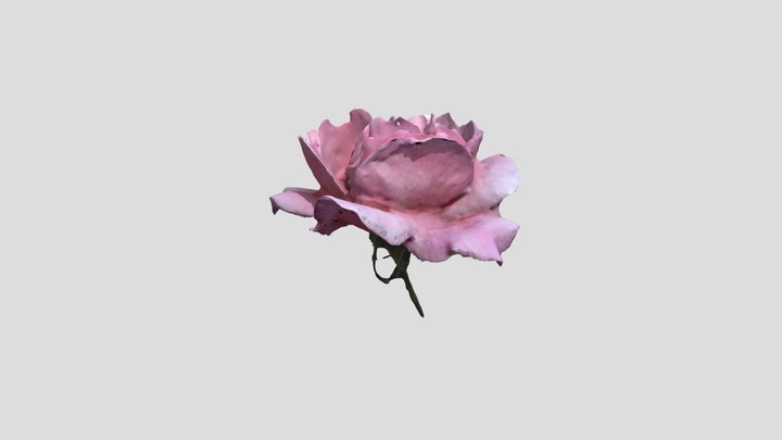 Rose Petal 3D Model